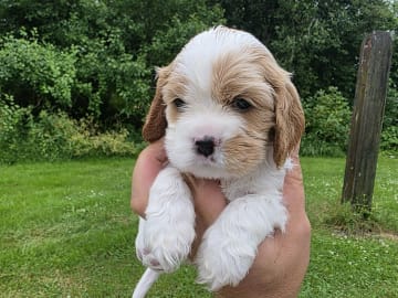 Amerikansk cockerspaniel Kavaljer King Charles Spaniel · Lövstabruk · Irene M.