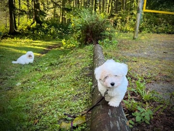 Coton de Tulear · Øvre Ervik · Nina Elisabeth Norill