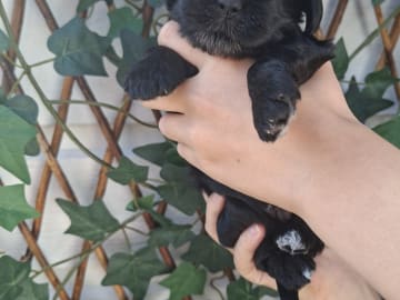 Cockerpoo · Sollentuna · Mikaela C.