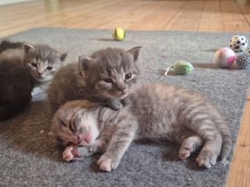 Burma/Norsk skogkatt · Lönsboda · Felicia M.
