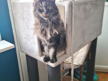 Maine Coon · Vallentuna · Ulrika D.