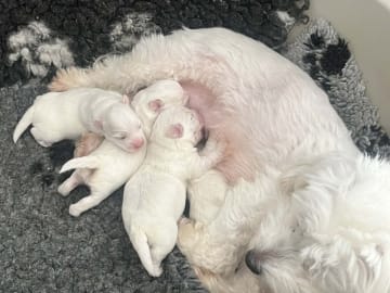 Coton de tuléar · Aalborg · Kystvejens Coton og Xolo