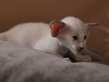 Oriental Adore Cattery