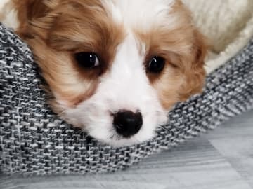 Hjortkvarns Cavapoo