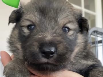 Finnish Lapphund · Sira · Anne Camilla Hansen