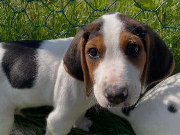 Halden Hound (Haldenstøver) · Tangen · Lykkelosberget