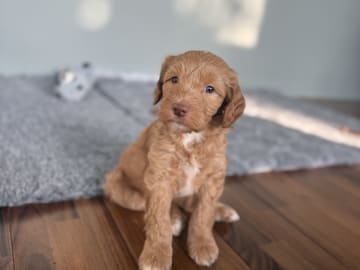 101 Labradoodles