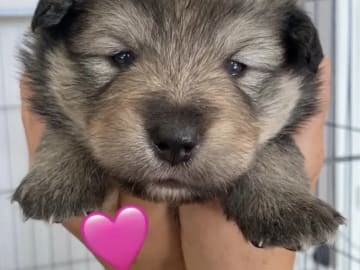 Finnish Lapphund · Sira · Anne Camilla Hansen
