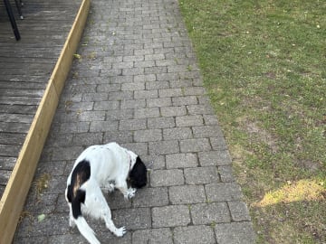 Cocker spaniel · Silkeborg · Casper B.