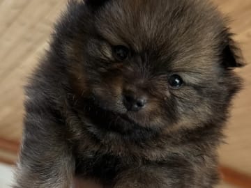Pomeranian · Porsgrunn · Hanne Vågen