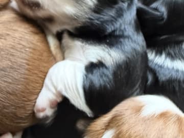 Havanese · Vojens · Tanja Nielsen
