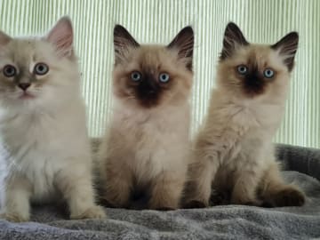 Ragdoll/Neva masquerade · Alunda · Annika S.