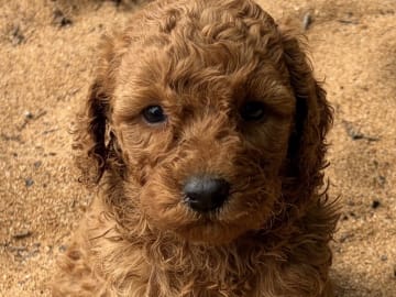 Labradoodle · Vittsjö · Fluffssons