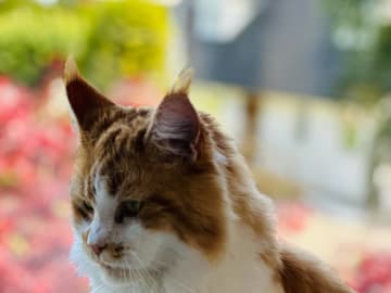 Maine Coon · Västra Frölunda · Jesper M.