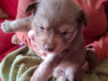 Finsk lapphund · Vallentuna · Bibbi Ranevad