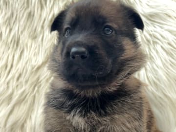 German Shepherd Dog · Liden · Snömarkens