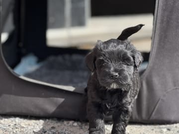Tibetansk terrier · Skokloster · Solstickans