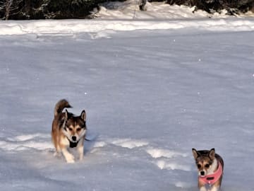 Norsk lundehund · Sørskogbygda · Furukollens