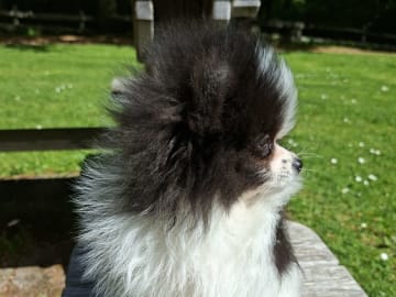 Pomeranian · Tyringe · Bodil N.
