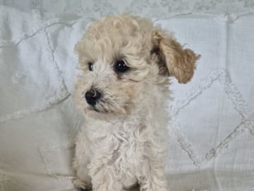 Maltipoo · Hässleholm · Daniela K.