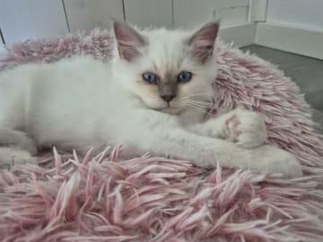 Helig birma · Djurhamn · Seawiew cat's