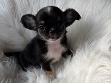 Chihuahua · Jonsvatnet · Sissel Bergdal