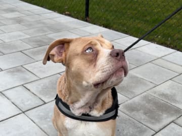 American bully · Lönsboda · Johanna H.