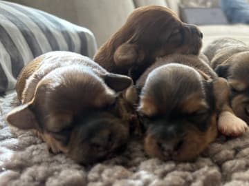 Havanese · Vemmelev · Regina Gamborg Kristiansen