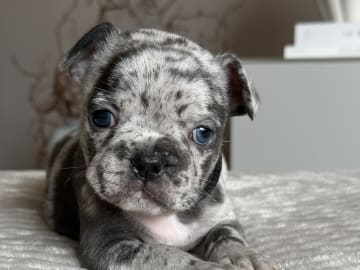 Fransk bulldogg · Malmö · Tracy D.