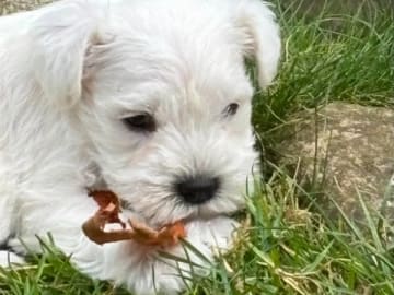 Dvärgschnauzer · Svedala · Tabus Dream