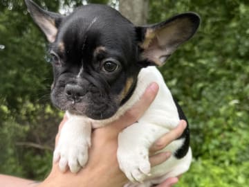 Fransk bulldogg · Knäred · Pontiacbulldogs