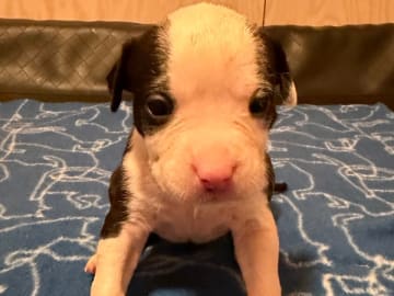 American staffordshire terrier · Kista · Patrick Nielsen Amstaff