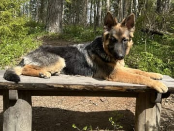 Tysk Schäferhund · Vittinge · Estridh S.