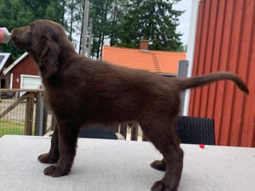 Flatcoated retriever · Kil · Torpedos