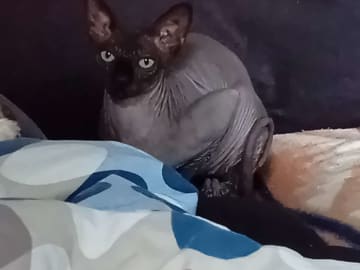Sphynx · Grums · Eric H.