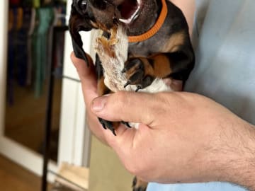 Manchesterterrier · Rennesøy · WestChester Kennel