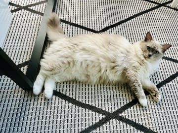 Ragdoll · Växjö · Stella W.