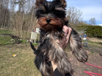 Yorkshire terrier · örebro · Augusta Star’s