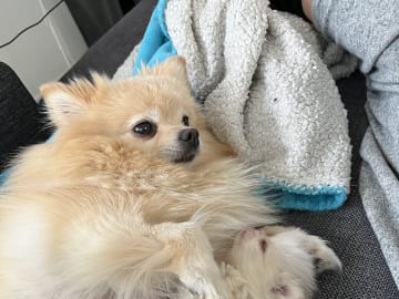 Pomeranian · Ljusterö · Björkarbo