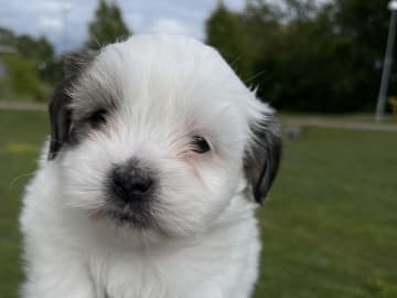 Malteser mix · Oxie · Mathias O.