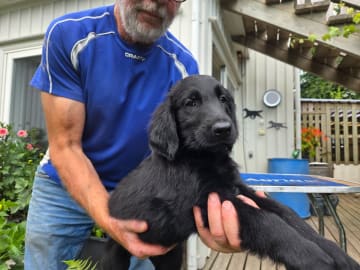 Flatcoated retriever · Hunnebostrand · Inspirations