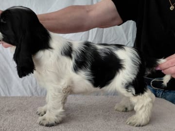 Cocker spaniel · Vittsjö · Cockerpojkarnas