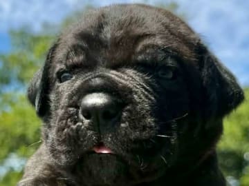 Cane corso · Hindås · Action Pack's