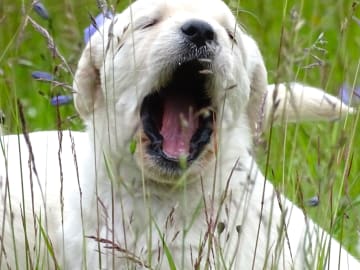 Labradoodle · överkalix · Humlehjarta