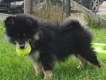 Finsk lapphund · Karlstad · Strix's
