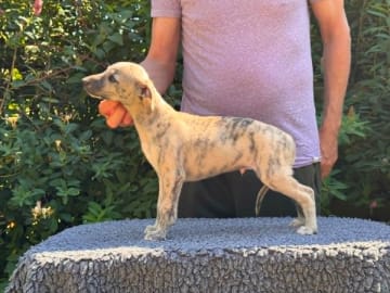 Whippet · Grödinge · Lawtons