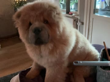 Chow chow · Luleå · Mihjongs