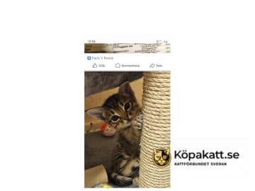 Ocicat · Göteborg · S*Wagga Wagga's