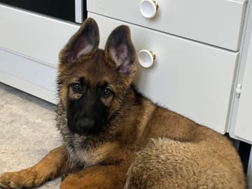Tysk Schäferhund · Säffle · Gillzon