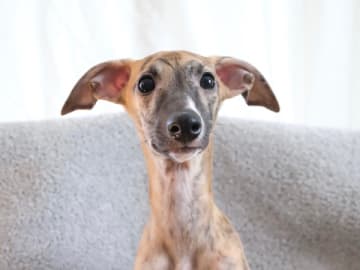 Whippet · Lingbo · Vipplyckans